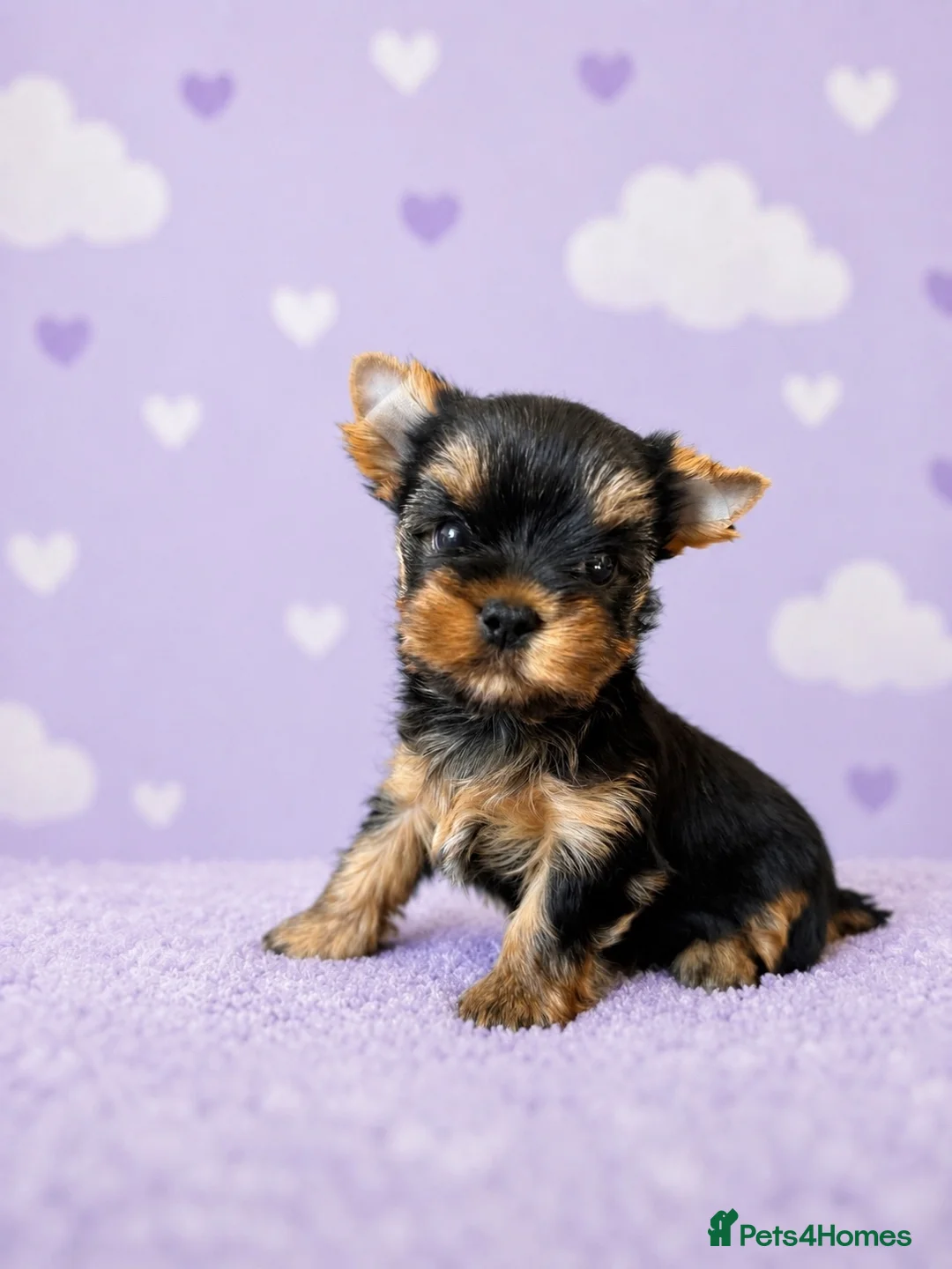 Yorkshire Terrier dogs for sale: ✨🐾 Outstanding Show Quality KC Yorkie Puppies 🐾✨ - Advert 2