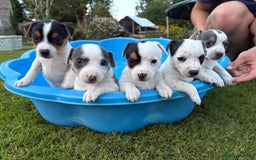 Jack Russell dogs for sale: 5 Jack Russell Puppies - Image 1