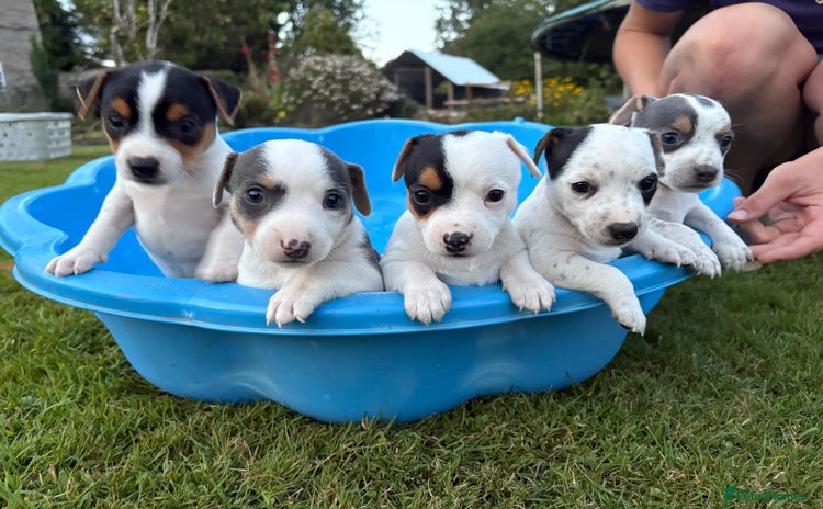 Jack Russell dogs - Advert 4