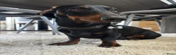 Dachshund dogs for sale: Twix, 1yr old mini dachshund  in Bridgwater - Advert 2