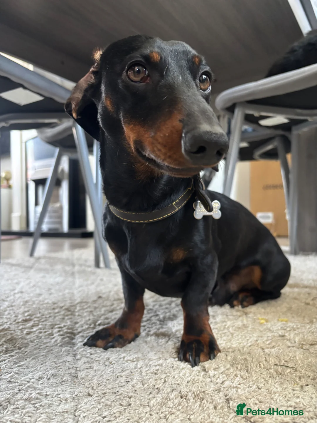 Dachshund dogs for sale: Twix, 1yr old mini dachshund  in Bridgwater - Advert 2