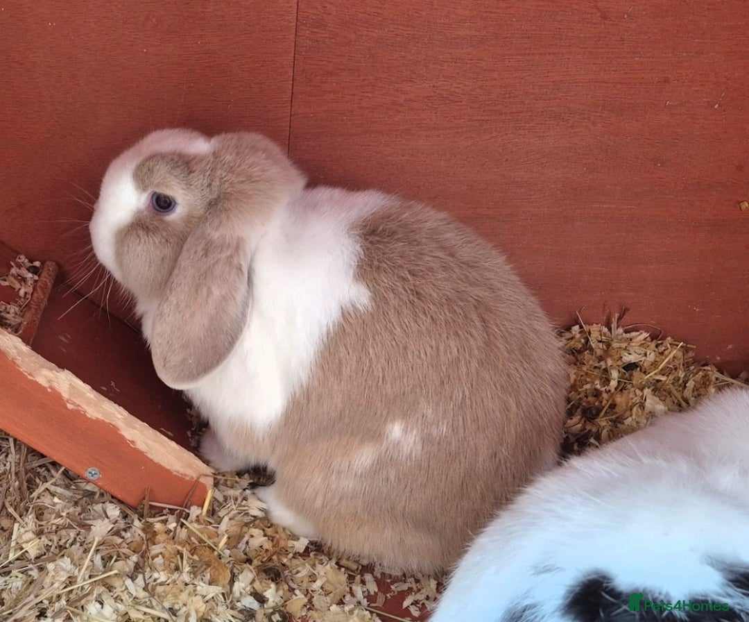 Mini Lop rabbits for sale: 2 Gorgeous Lop Rabbits - Image 2