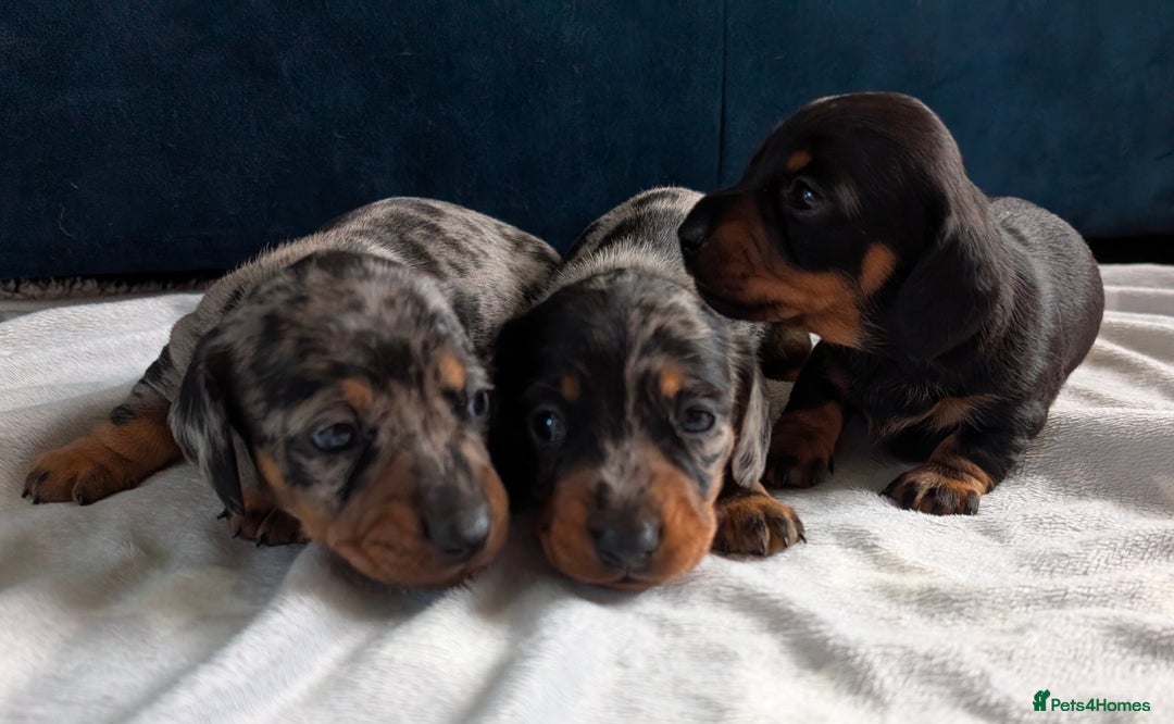 Miniature Dachshund dogs for sale: KC registered miniature dachshund puppies - Image 6