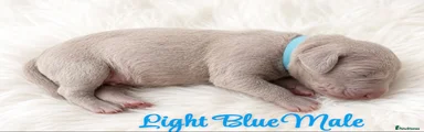 Weimaraner 1 Light blue collar