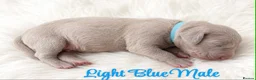 Weimaraner dogs for sale: Gorgeous silver Weimaraner puppies READY SOON !! - Advert 24
