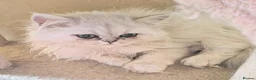 Persian cats for sale:  Persian Silver Shaded/Tipped kittens ready now - Advert 11