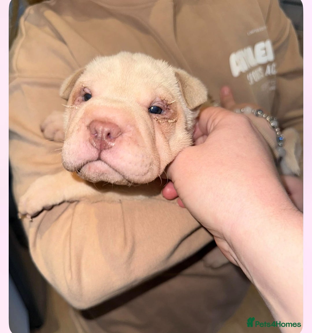 Shar Pei dogs for sale: shar peis - Advert 14