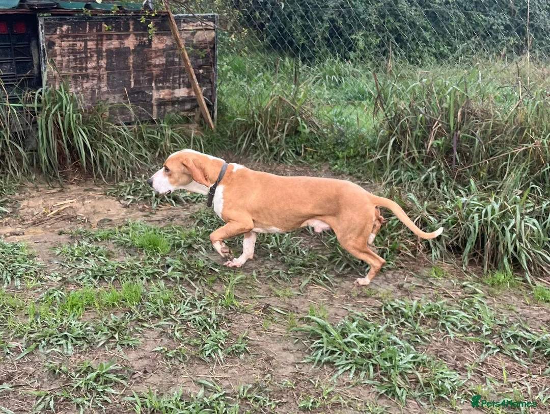 Mixed Breed dogs for adoption: Txiru in Woolacombe - Advert 11