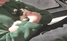 Mixed Breed cats for sale: 2 beautiful kittens - Image 5