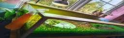 Tortoise reptiles for sale: Marginated Tortoise - Advert 7