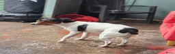Jack Russell dogs for stud: 2x jack russell for stud in Doncaster - Advert 3