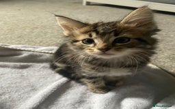 Mixed Breed cats for sale: Maine coon mixed breed  - Image 6
