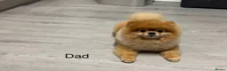 Pomeranian dogs for sale: Outstanding Teddy Bear Line - Champion blood line - Advert 5