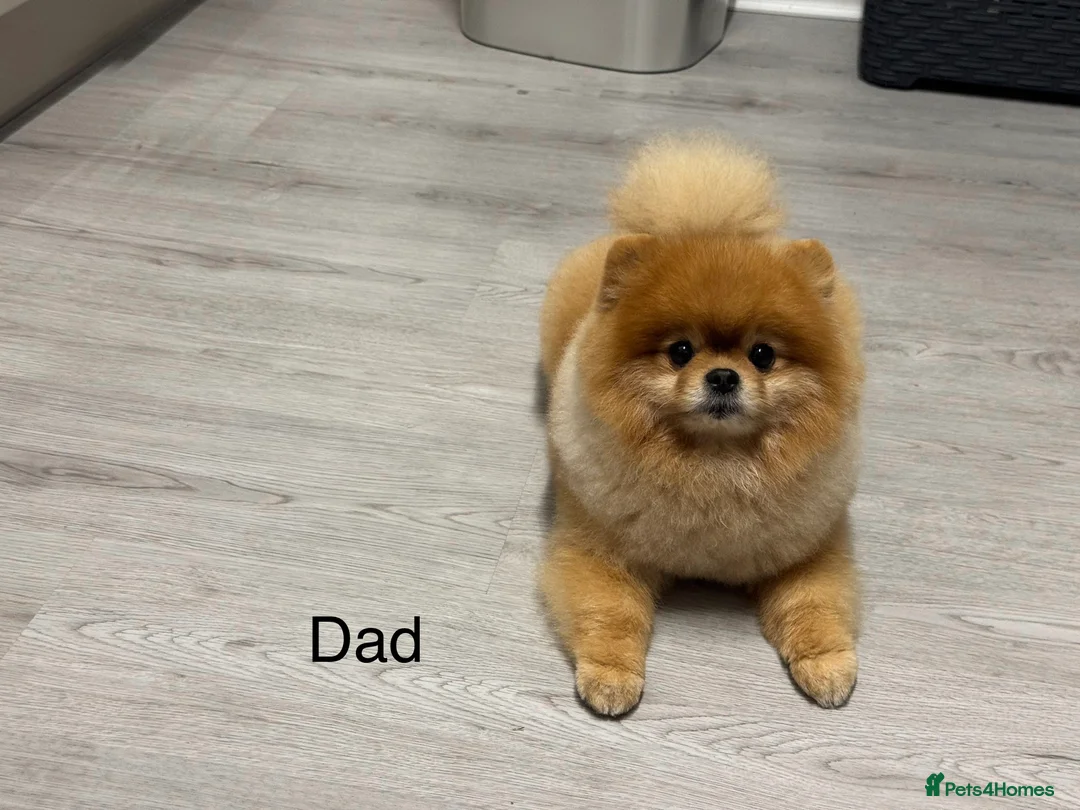 Pomeranian dogs for sale: Outstanding Teddy Bear Line - Champion blood line - Advert 5