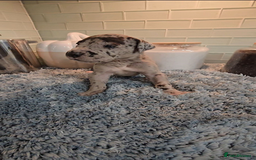 Great Dane dogs for sale: Kc & Beautiful Litter of Chunky Great Dane Puppies - Advert 7