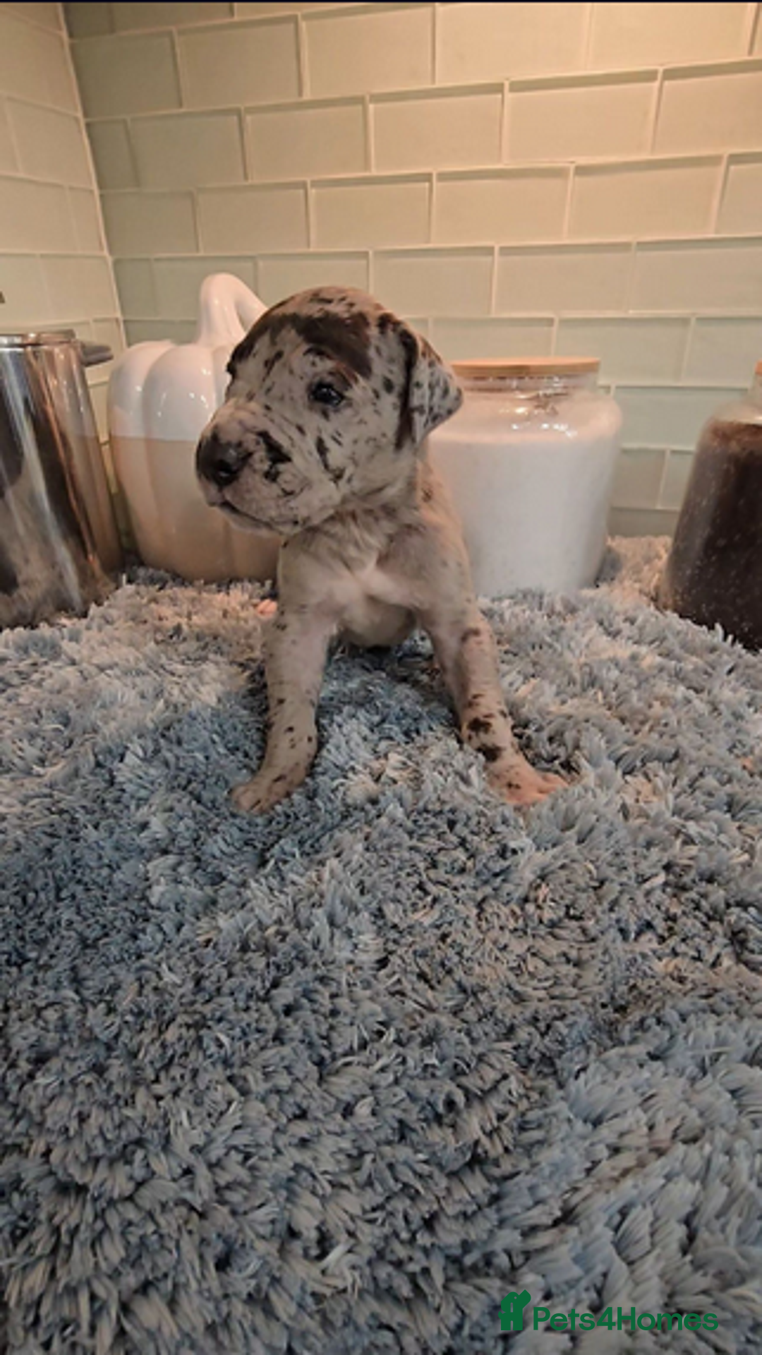 Great Dane dogs for sale: Kc & Beautiful Litter of Chunky Great Dane Puppies - Advert 7