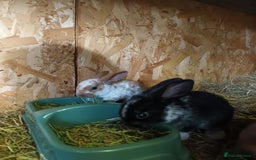 Mini Lop rabbits for sale: Plush mini lops  - Image 13