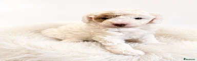 Gorgeous girl Cavapoo