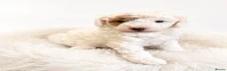 Cavapoo dogs for sale: Gorgeous little girl Cavapoo Puppy - Advert 1