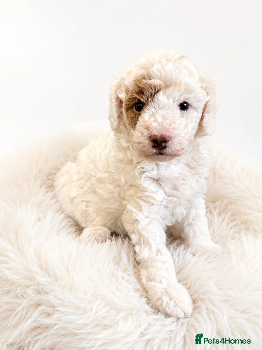 Cavapoo dogs for sale: Gorgeous little girl Cavapoo Puppy - Advert 1