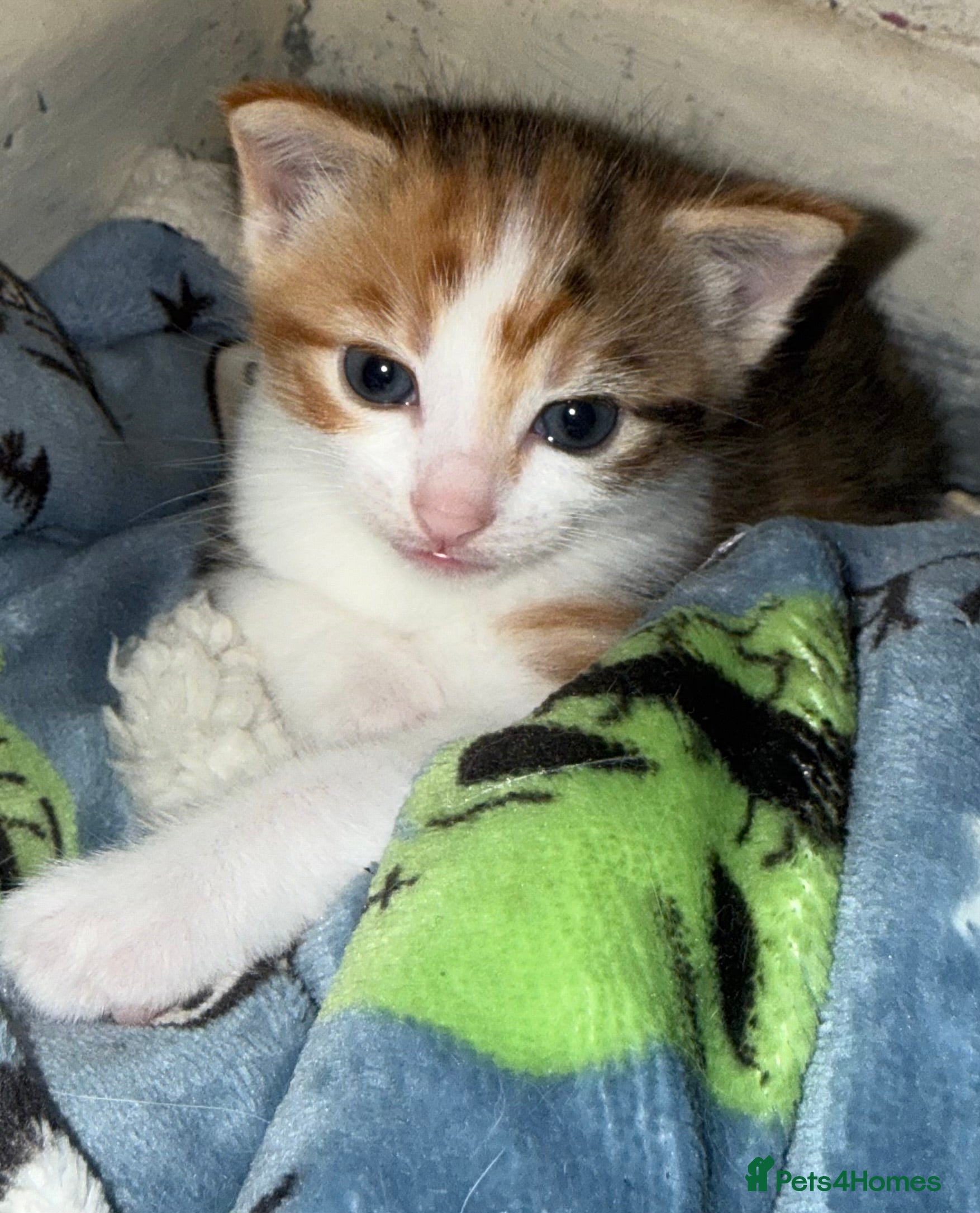 Mixed Breed cats Beautiful calico female  - Advert 1