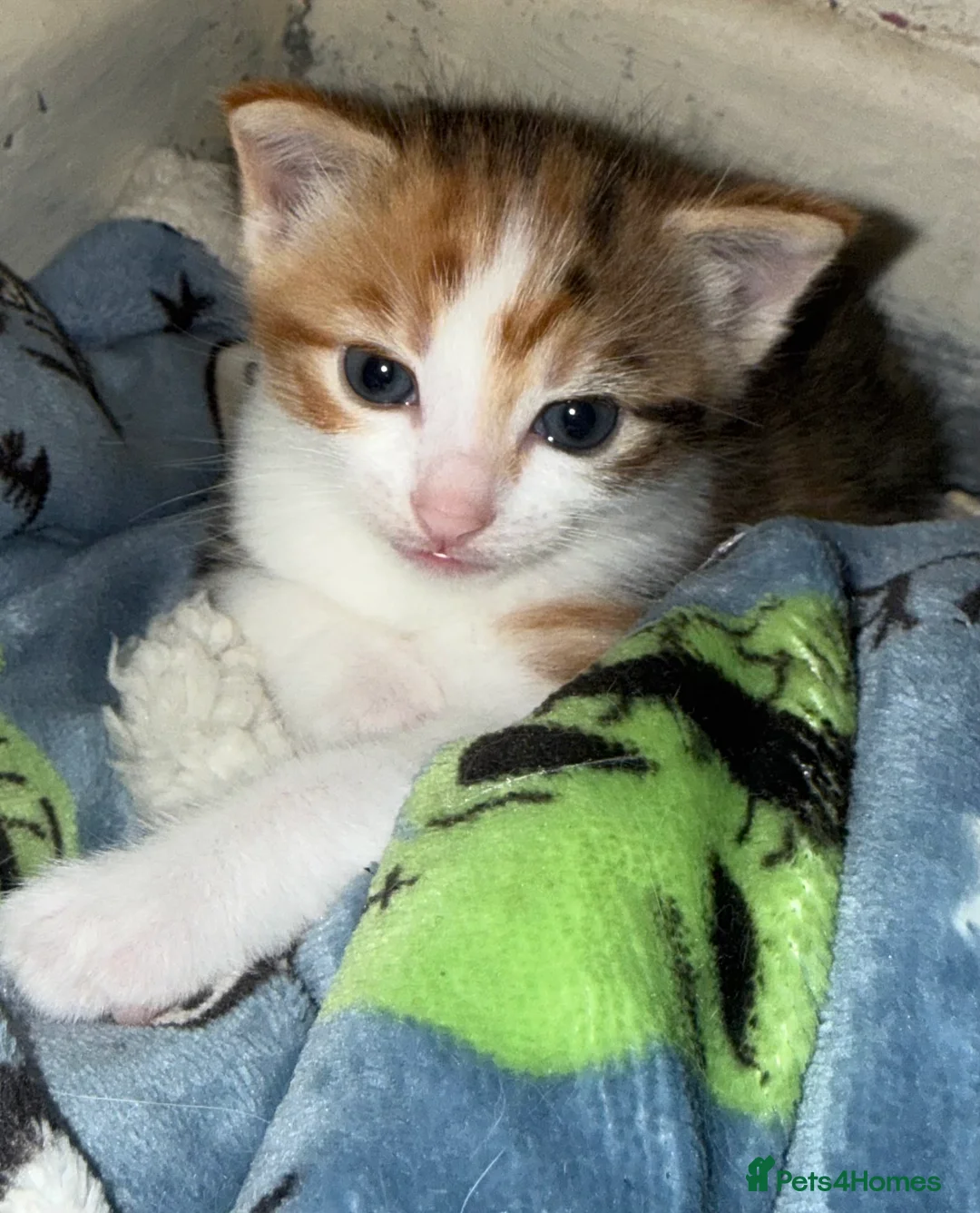 Mixed Breed cats for sale: Beautiful calico female  - Advert 1