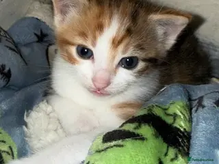 Mixed Breed cats Beautiful calico female - Advert 1