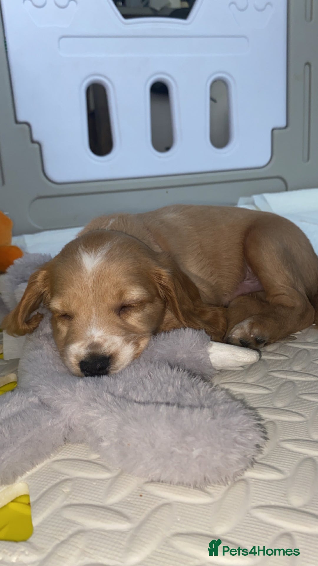 Cockapoo dogs for sale: Beautiful cockapoo pups - Image 15