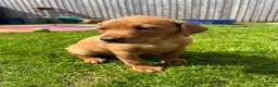 Labrador Retriever dogs for sale: Gorgeous KC Registered Fox Red Labradors  - Advert 19