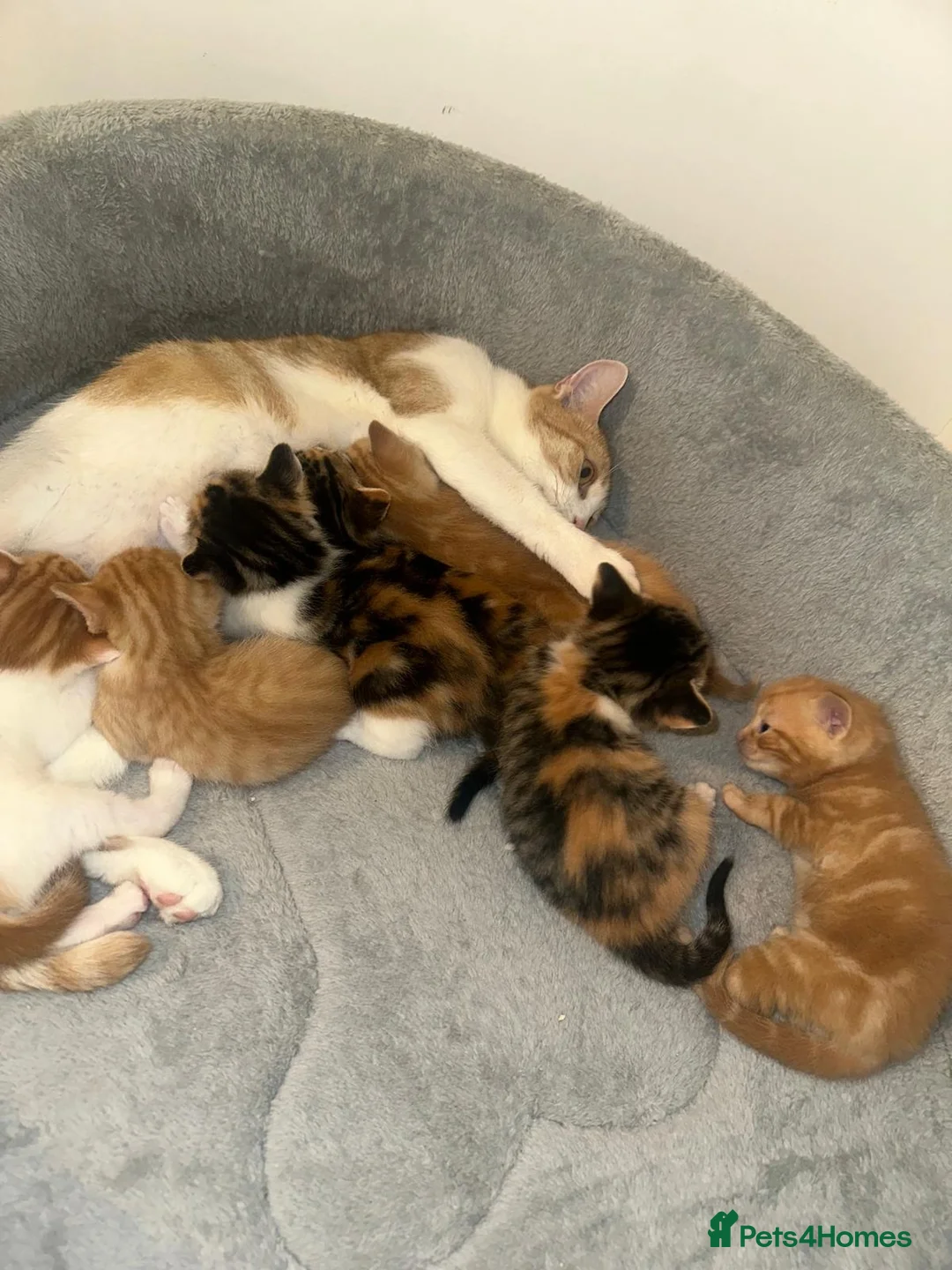 Mixed Breed cats for sale: Adorable Kittens Looking for Their Forever Homes🐾 - Advert 1