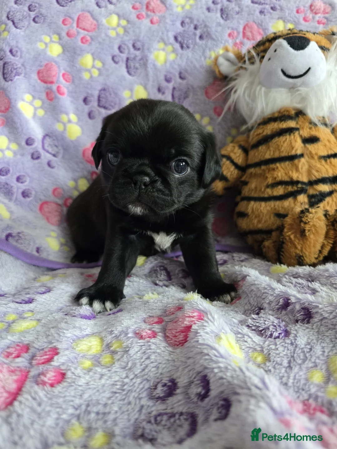 Pug dogs for sale:  2 PUG PUPPIES remain! K. C. registered - Advert 31