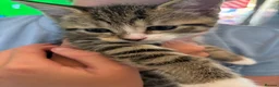British Shorthair cats for sale: Tabby Kittens X3 and one black and white kitten - Advert 12