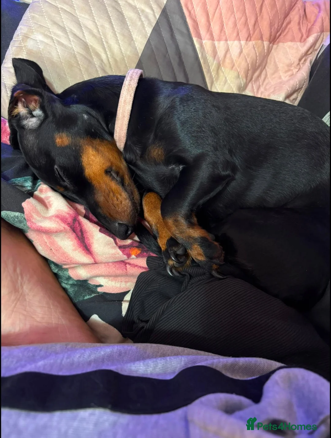 Dachshund dogs for sale: Beautiful miniature dachshund female 1 year in Pontypool - Advert 2