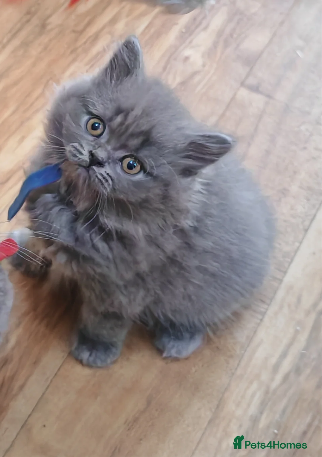 British Shorthair cats for sale: Male Blue British longhair kitten - Advert 1