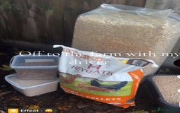 Chickens poultry for sale: 10 baby Female chickens- 14 weeks old  - Advert 10