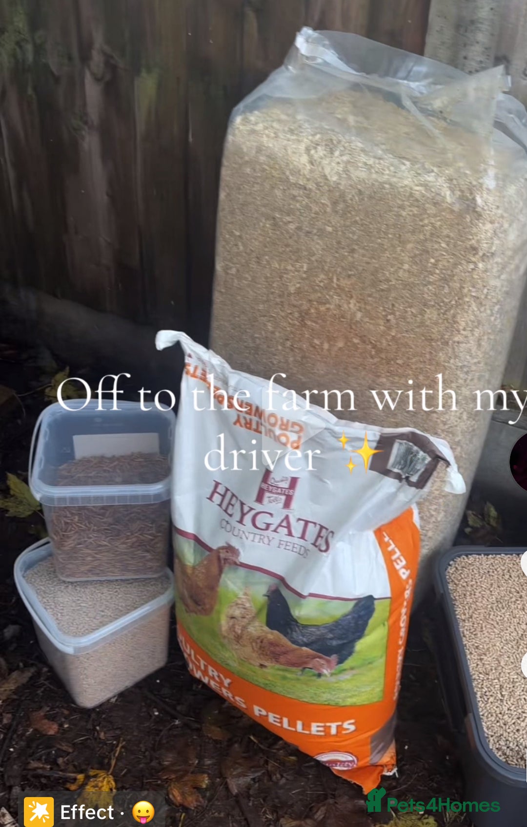 Chickens poultry for sale: 10 baby Female chickens- 14 weeks old  - Advert 10