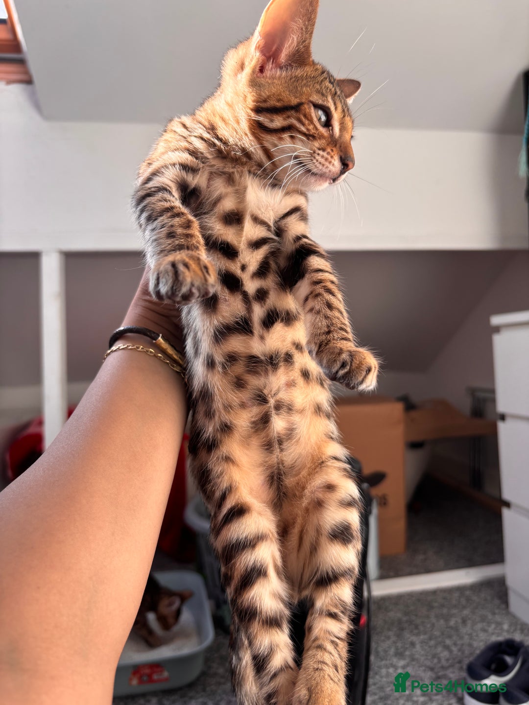 Bengal cats for sale: Bengals  - Image 4