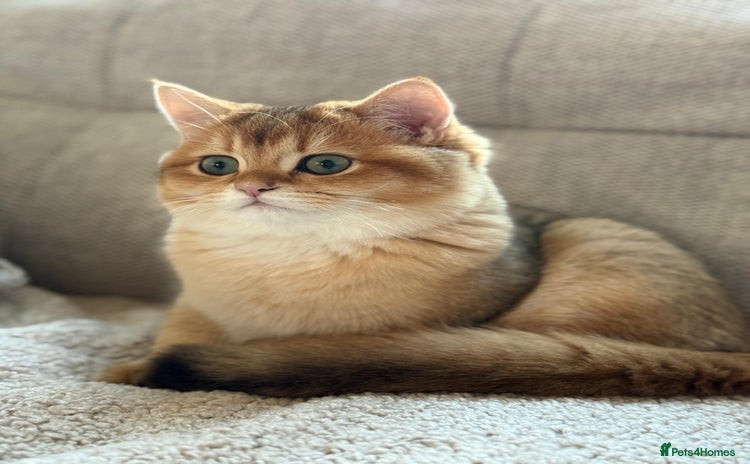 British Shorthair cats READY 2 Black Golden / Corin BSH boys - Advert 6