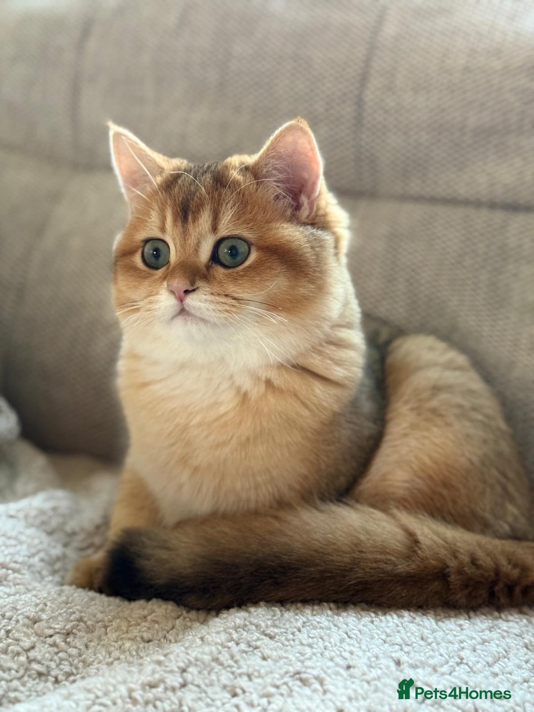 British Shorthair cats for sale: READY 2 Black Golden / Corin BSH boys - Advert 12