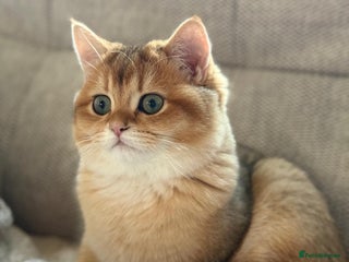 British Shorthair cats READY 2 Black Golden / Corin BSH boys - Advert 11