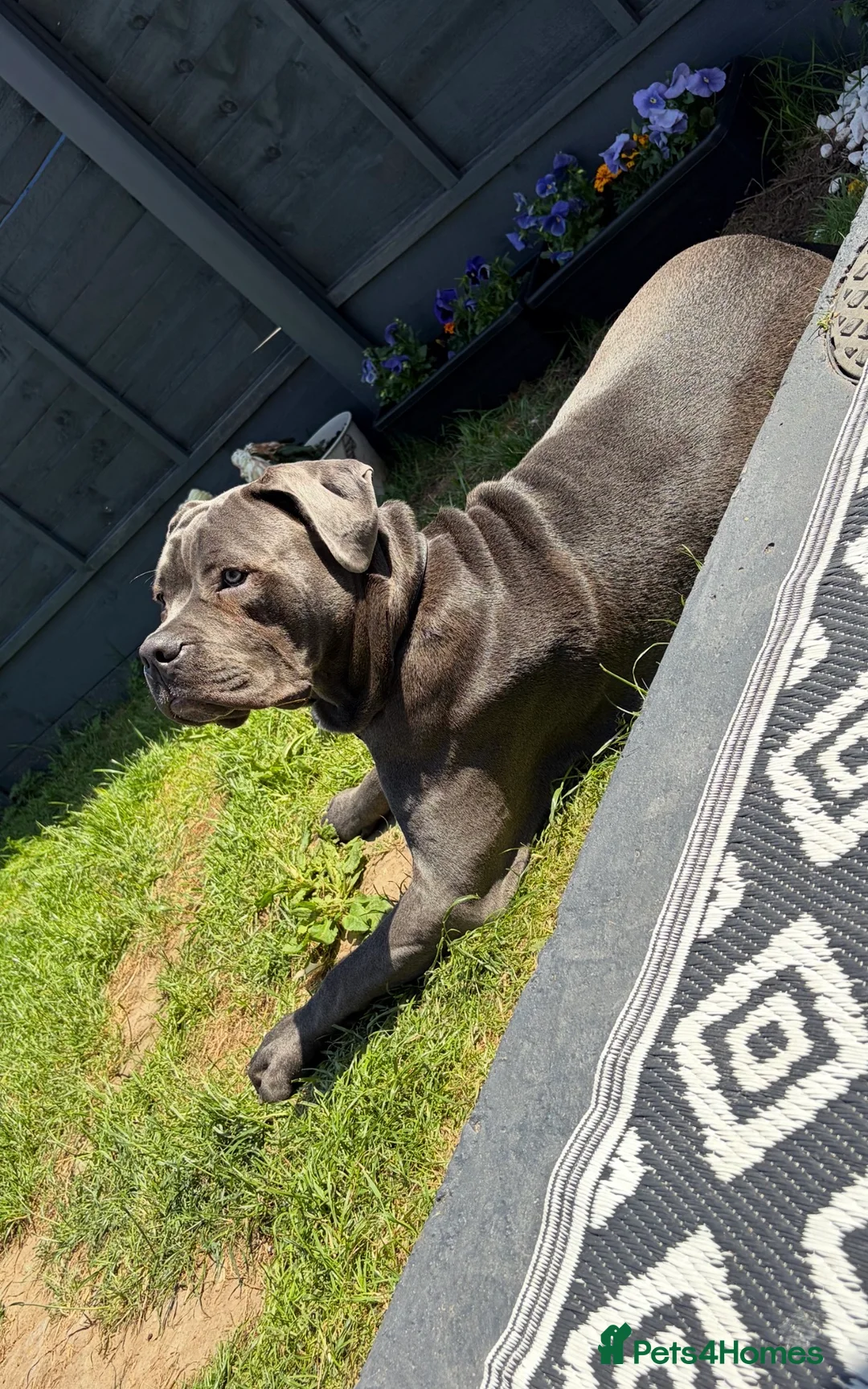 Cane Corso dogs for sale: 8 Month Old Male Cane Corso  in Barnetby - Advert 1