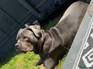 Cane Corso dogs 8 Month Old Male Cane Corso - Advert 2