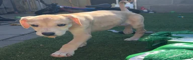 Lurcher Puppy 1
