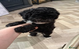 Cockapoo dogs for sale: 🐾ready to leave  black and white cockapoo - Image 9