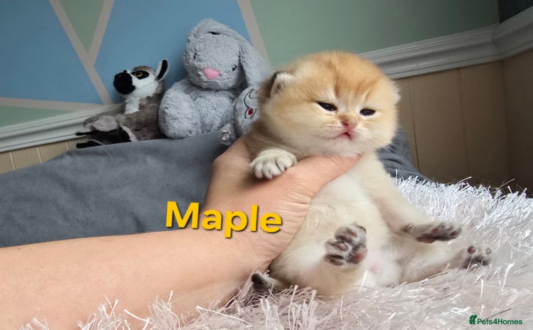 British Shorthair cats - Advert 9