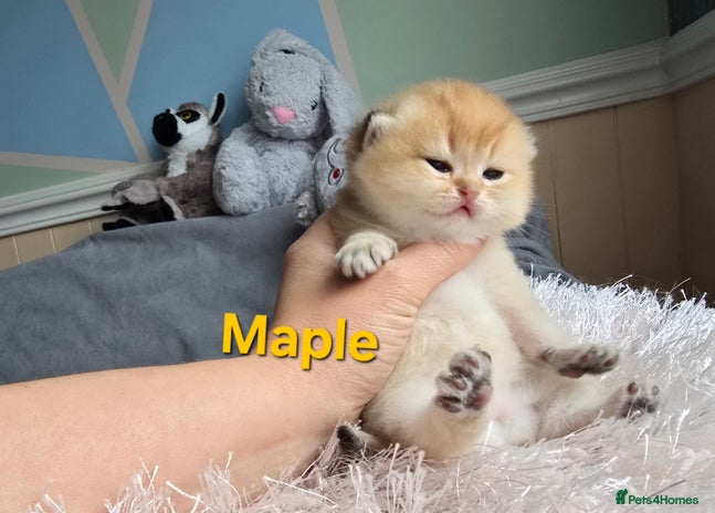 British Shorthair cats - Advert 9