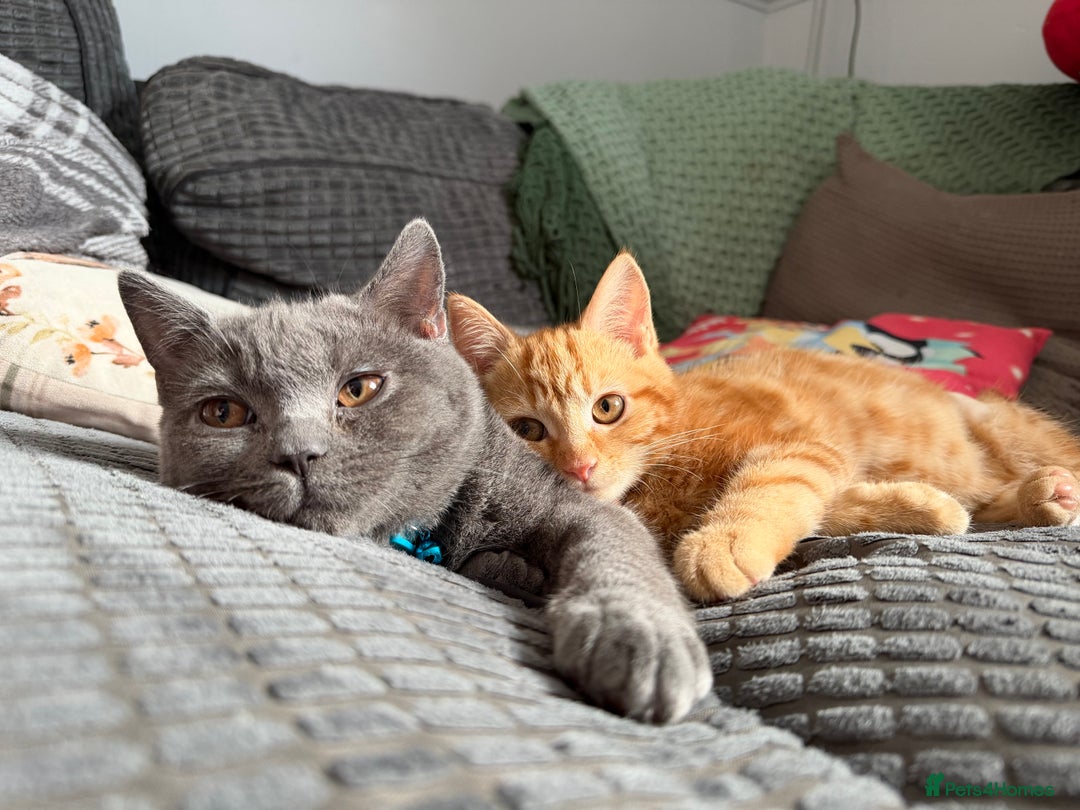 British Shorthair cats for sale: Two Beautiful Kiitens - blue sh & ginger tabby  - Image 1