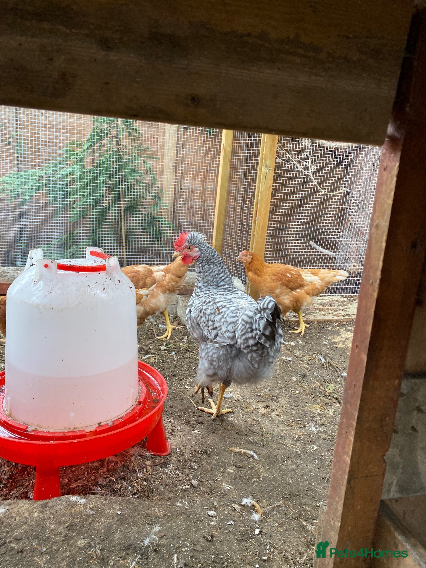 Chickens poultry Cream legbar cockerel - Advert 1