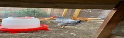 Chickens poultry for sale: Cream legbar cockerel in Oxford - Advert 1