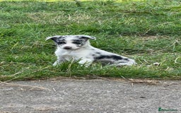 Border Collie dogs for sale: Beautiful border collie pups - Image 6